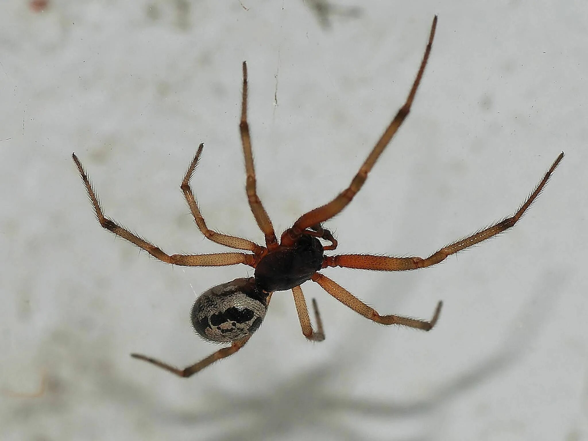 Steatoda Nobilis. Стеатода черная паук. Steatoda Nobilis паук чёрный. Стеатода Гросса. Ложная вдова