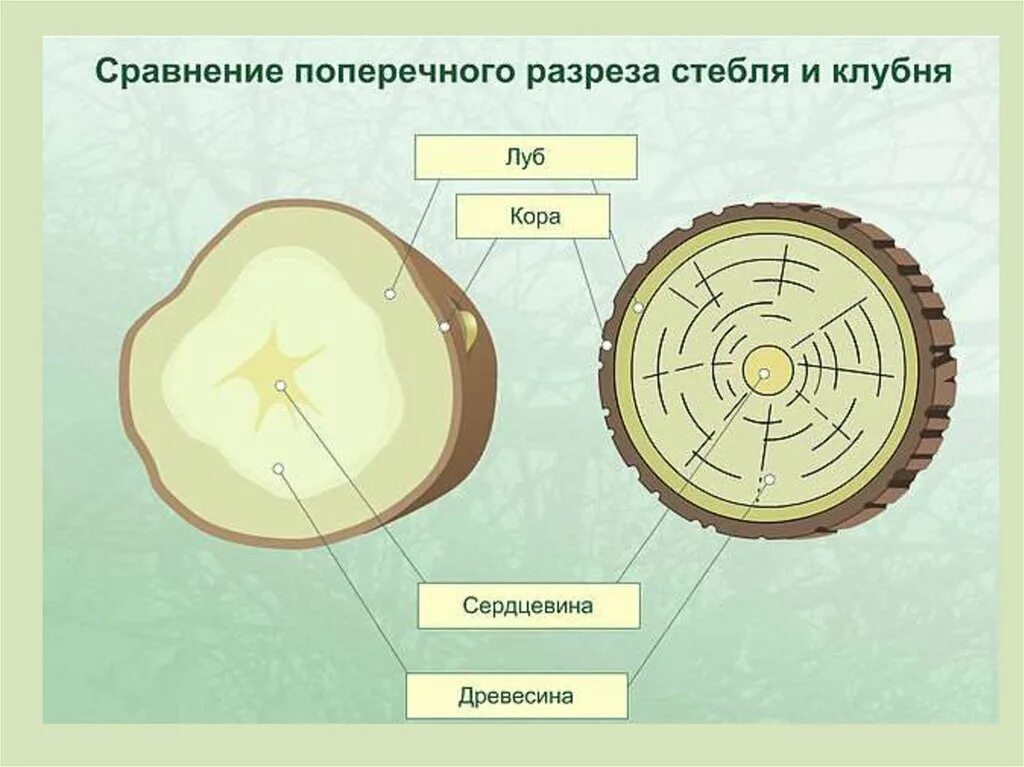 Зарисуйте срезы. Схема поперечный срез клубня картофеля. Поперечный срез клубня рисунок. Внутреннее строение клубня картофеля. Поперечный срез клубня картофеля рисунок.