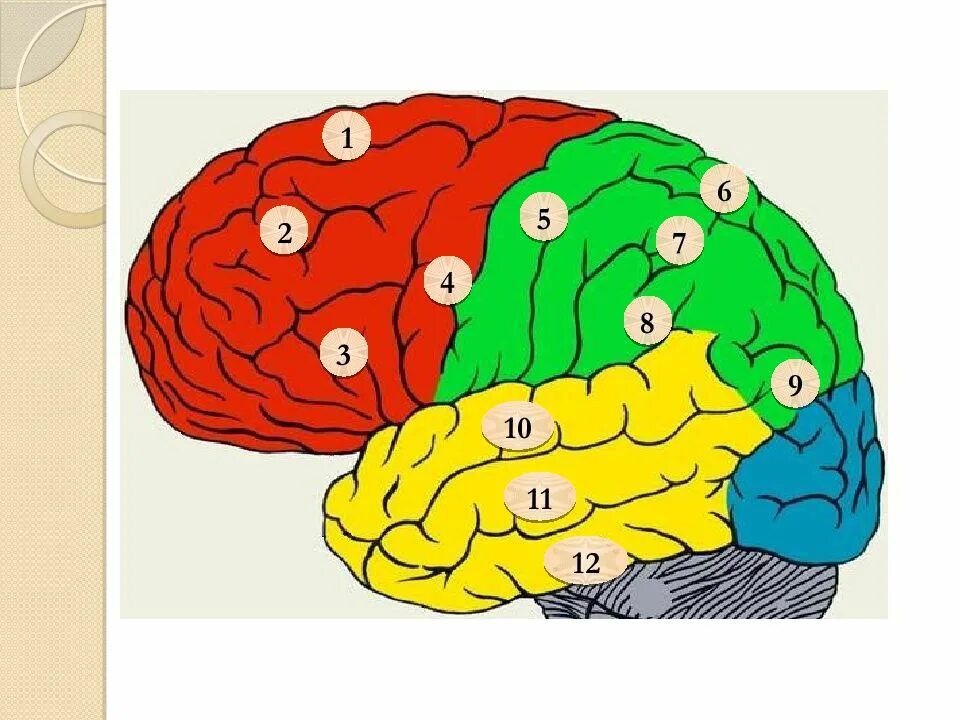 Извилины мозга центры. Извилины лобной доли головного мозга. Задняя Центральная извилина теменной доли анализатор. Центральная извилина лобной доли. Передняя Центральная извилина лобной доли.