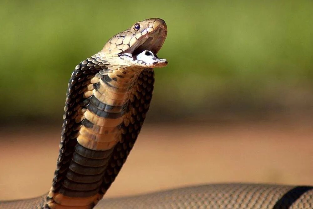 Кобра видео. Гнездо королевской кобры. Кобра гая. Змея очковая кобра. Змея кобра королевская.