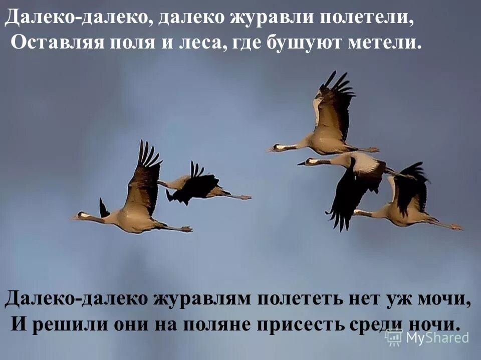 Стая журавлей текст. Далеко-далеко Журавли улетели. Далеко Журавли. Далеко далеко далеко далеко Журавли. Журавли улетают.