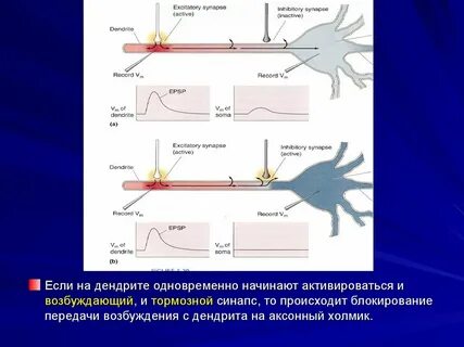 Эффекторные нейроны
