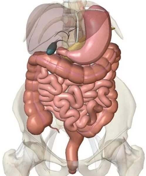 Строение тонкого и толстого кишечника анатомия. Толстая кишка кишка анатомия. Строение кишечника человека схема. Кишечник человека схема ободочная кишка. Показать строение кишечника.