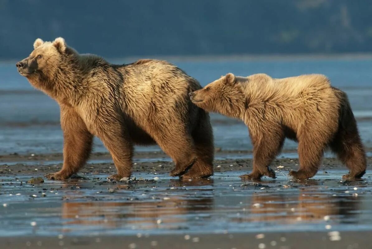 Bear время. Медведь по. Журнал teddys. Bear time. Обои на рабочий стол 1440х900.