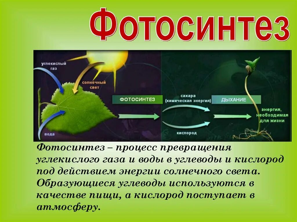 При фотосинтезе образуются ответ