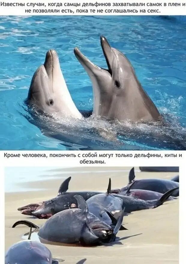 Легенда поведала о дельфине как понять выражение. Интересные факты о дельфинах. интересное о дельфинах. дельфины интересные. факты о дельфине.