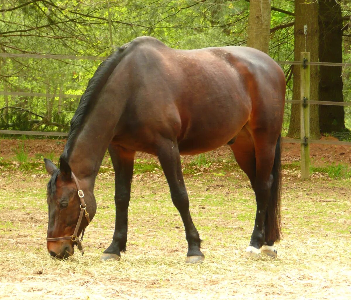 Early horse. Арабские лошади в пустыне. Старенькая лошадь. Старая лошадь картинки. Early horse.