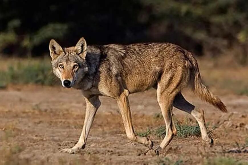 Арабский волк. Азиатский волк. Среднеазиатский волк. Аравийский волк canis lupus arabs. Азиатский волк.