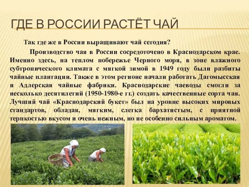 Что хорошо растет в россии. Где растет чай. Чай в России выращивают. Где выращивают чай в России. Где растет чай в России.