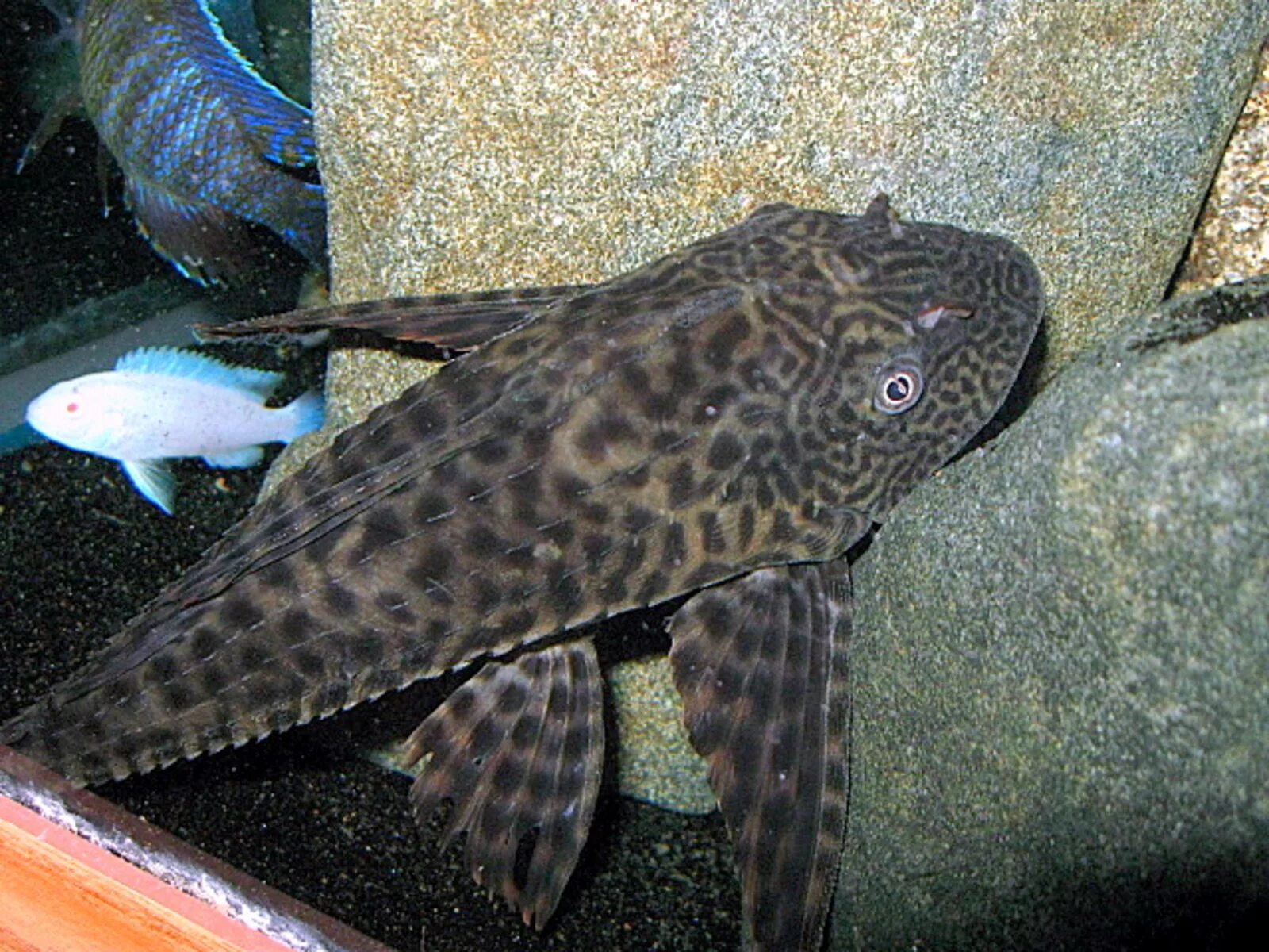 рыбка сомик анциструс. таракатум альбинос. сомик таракатум. анциструс (сомик). сколько живут сомики.