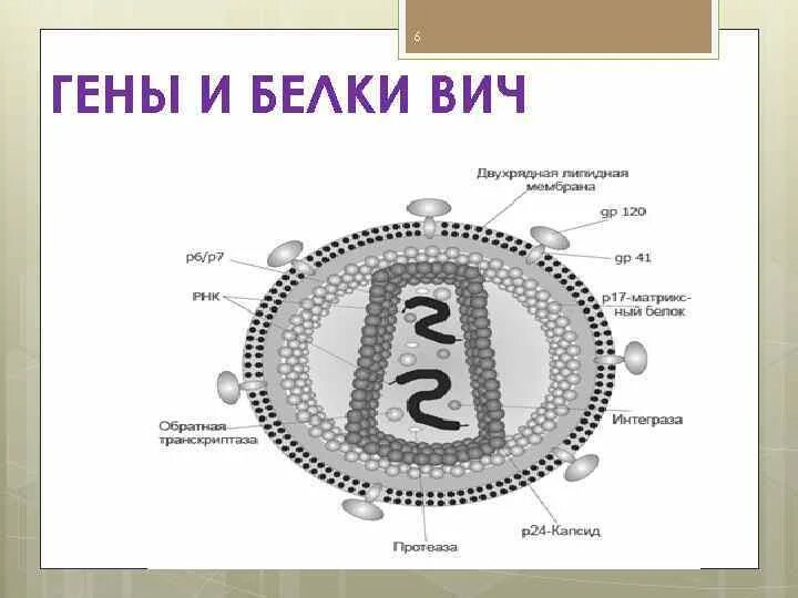 Белки вич. Вирус иммунодефицита человека строение. Строение ВИЧ инфекции. Белки вируса иммунодефицита человека.