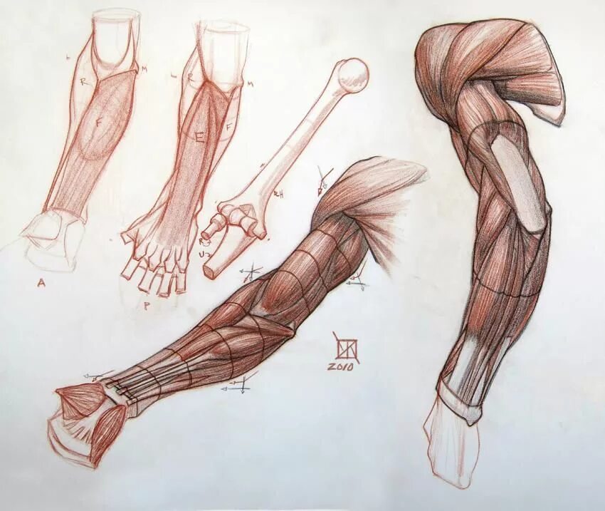 Мышцы предплечья анатомия Баммес. Мышцы человека анатомия референс анатомия руки. Мышцы анатомия Рыжкин. Баммес анатомия руки.