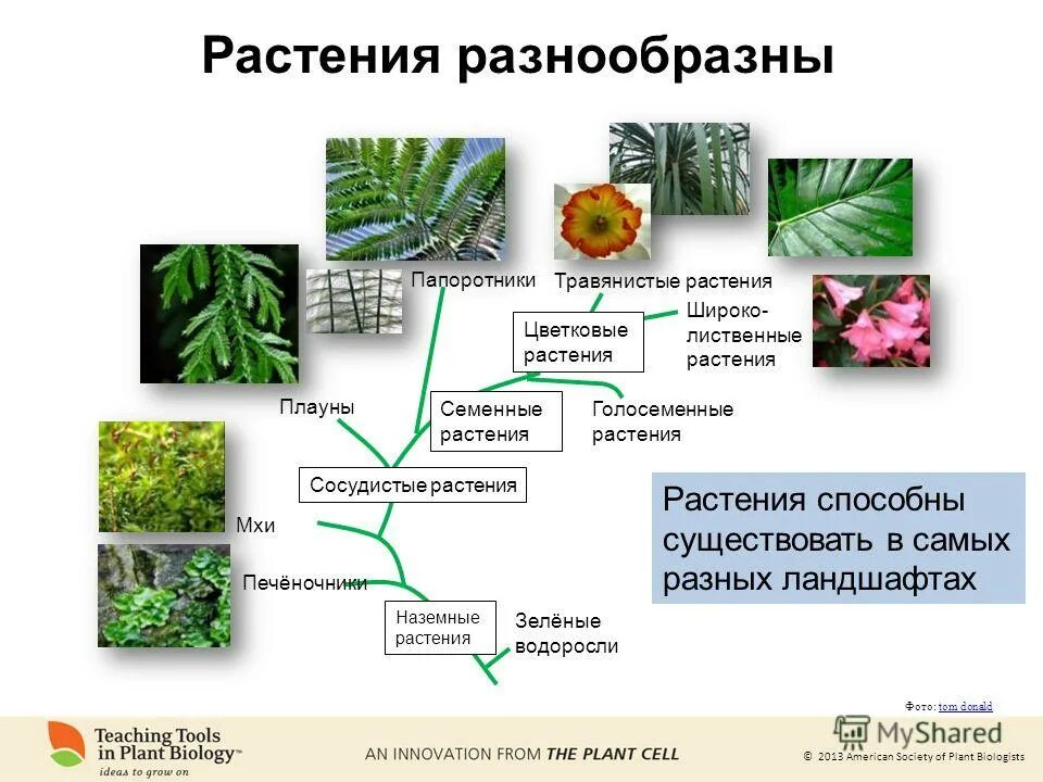 Проект на тему папоротник. Чем отличаются цветковые от папоротников. Голосеменные и покрытосеменные растения. Голосеменные растения признаки таблица. Чем отличаются цветковые от папоротников.