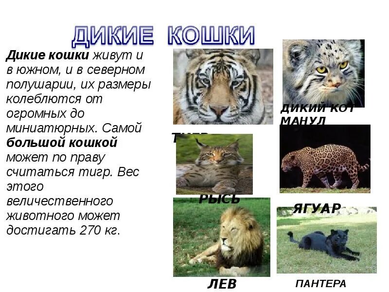 Доклад о животных. Презентация про животных. Дикие животные доклад. Сообщение на тему животных.