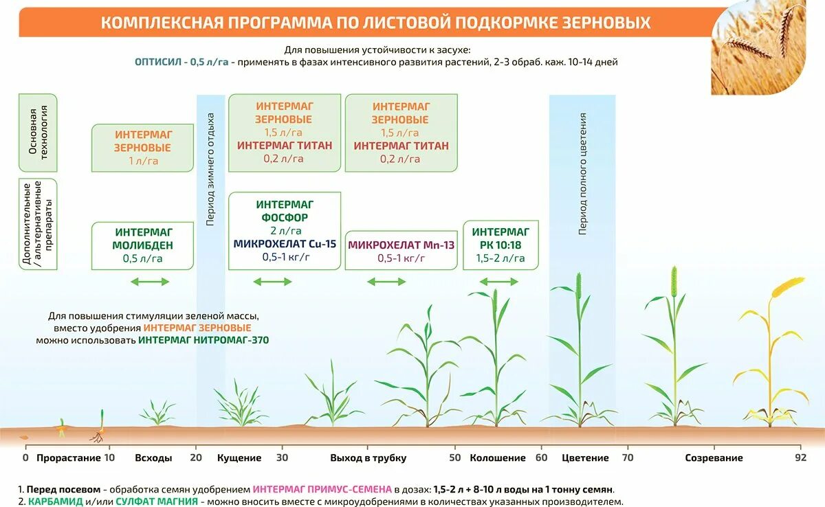 Фазы подкормки. Схема подкормки озимой пшеницы. Норма подкормки карбамидом озимой пшеницы. Стадии развития озимой пшеницы. Схема защиты озимого рапса.