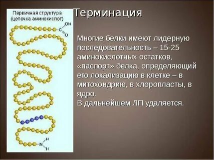 Цепь аминокислот в определенной последовательности