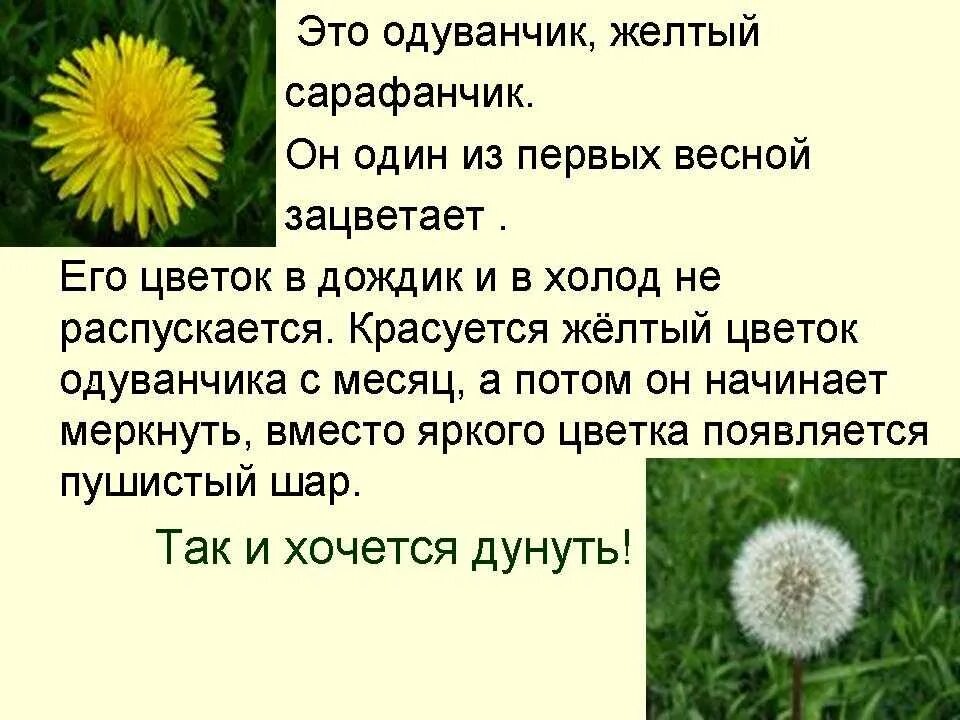 Составить и записать текст о растении