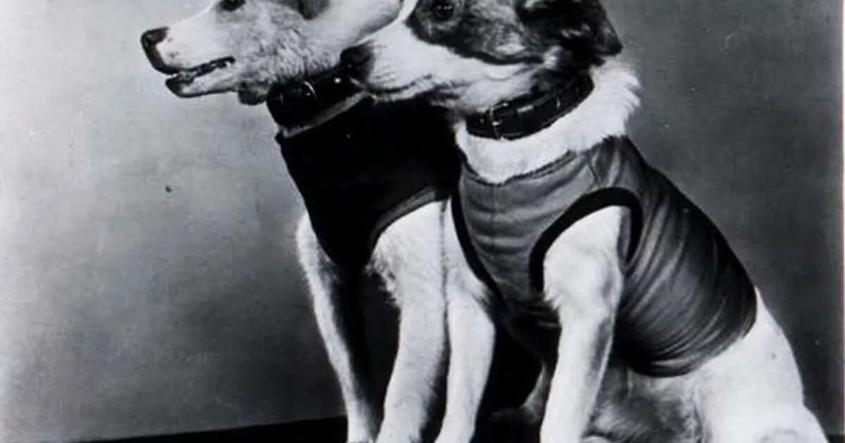 Полет собак в космос белка и стрелка. Белка и стрелка первые собаки в космосе. Белка и стрелка 1960 год. Белка и стрелка 19 августа 1960 года. Фото белки полетевшей в космос