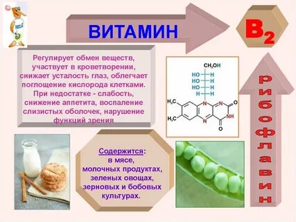Биологическая роль витамина в2