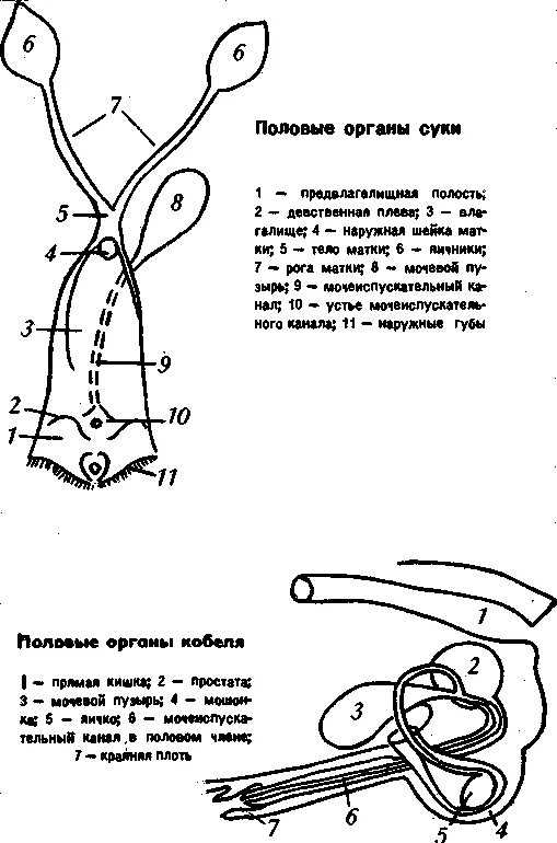 Строение половых органов собак сук. Анатомия собаки половых органов суки.