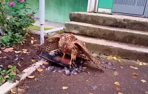 Злой кировчанин киров