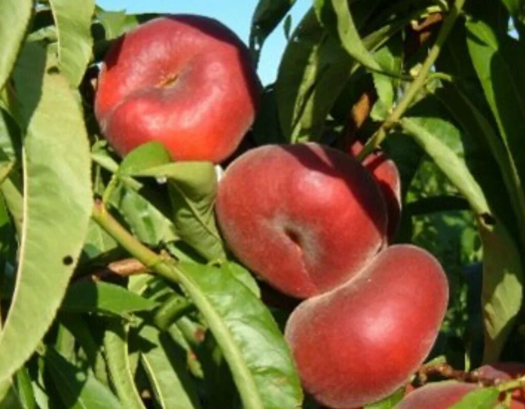 Персик уфо 2. Саженцы персика сатурн инжирный. Персик уфо 2. Персик инжирный уфо 3. Персик сорт уфо- инжирный уфо-3.