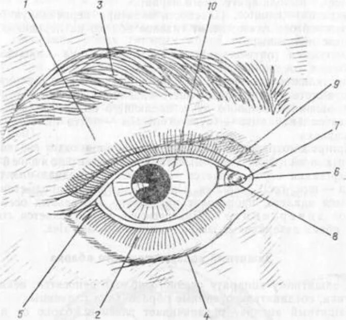 Элементы глаза. Веки глазница защитный аппарат глазного яблока. Вспомогательный аппарат глазного яблока схема. Нижнее веко схема.