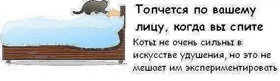 Будьте как кот это что. Коты мстят приколы.