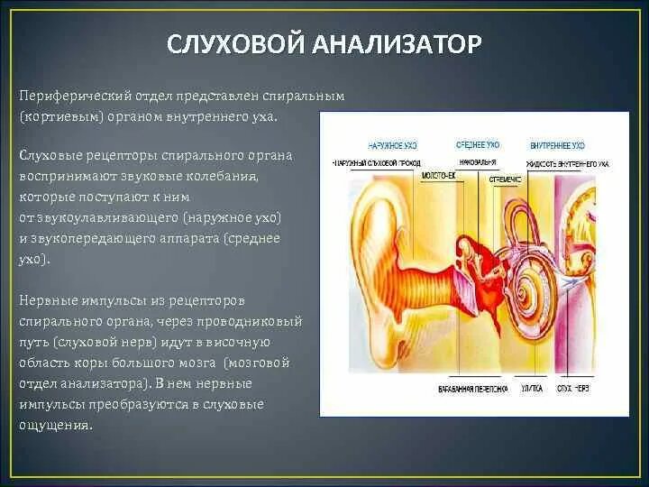 Слуховые косточки это рецепторы слухового
