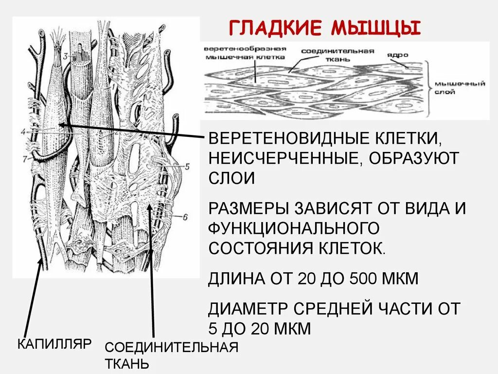 Состоят из многоядерных веретеновидных клеток. Веретеновидные мышцы. Веретеновидные мышечные клетки. Веретеновидные гладкомышечные клетки. Гладкая неисчерченная мышечная ткань.