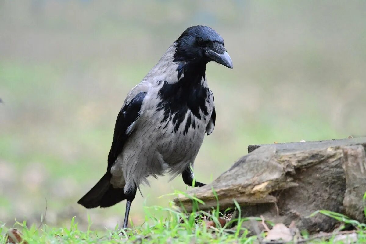 Ворон какой отряд. Се́рая воро́на corvus cornix. серая ворона. атаманов серый ворон.