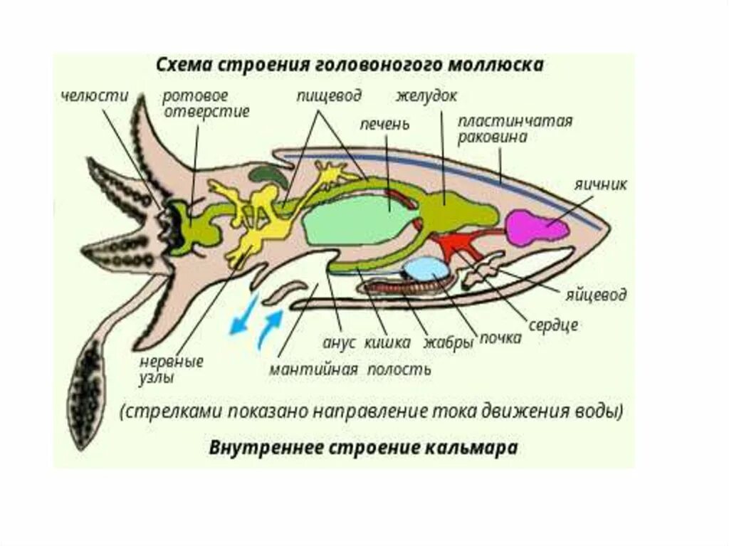 Способ передвижения головоногих моллюсков. Схема строения головоногого моллюска. головоногие моллюски строение кальмар. внешнее и внутреннее строение головоногих моллюсков. пищеварительная система головоногих схема.