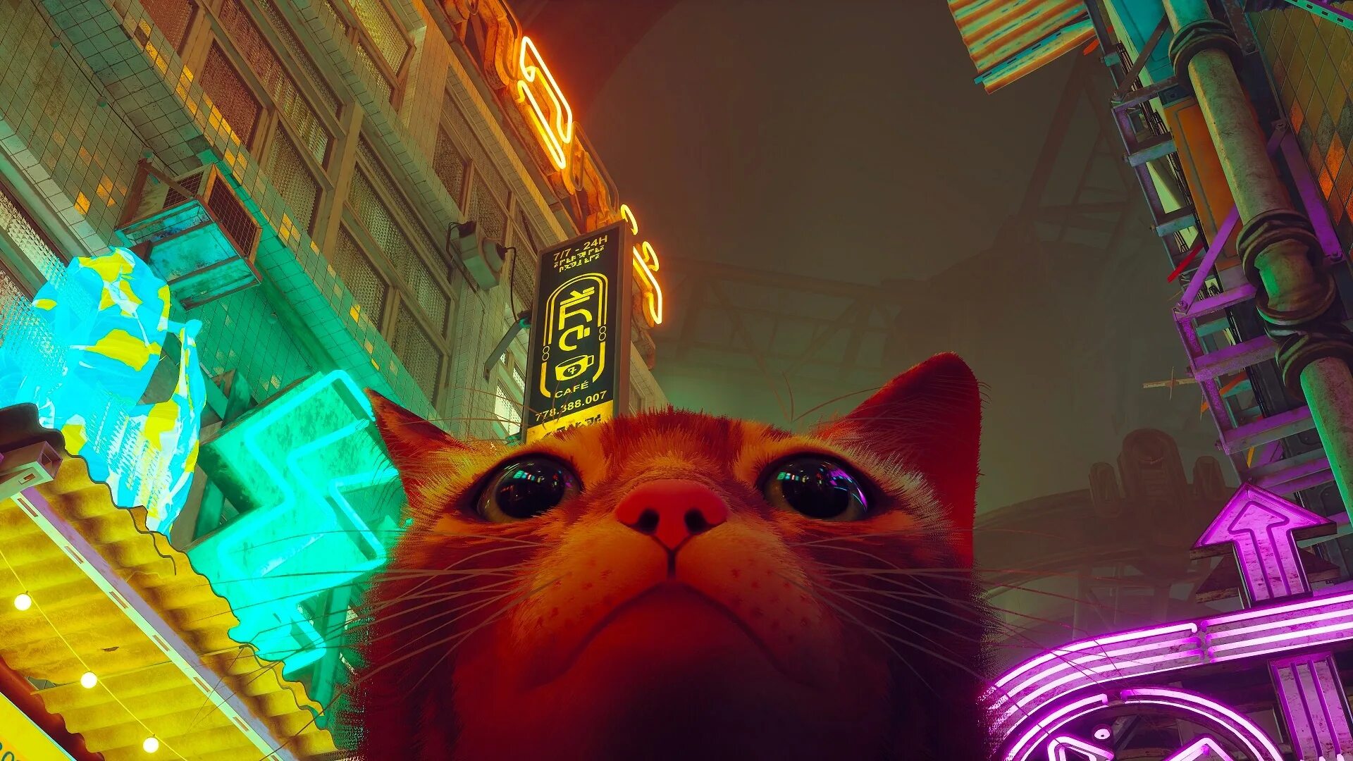 Как называется игра рыжий кот. Stray игра. игры для кошек. игры про котов. игра про кошку stray.