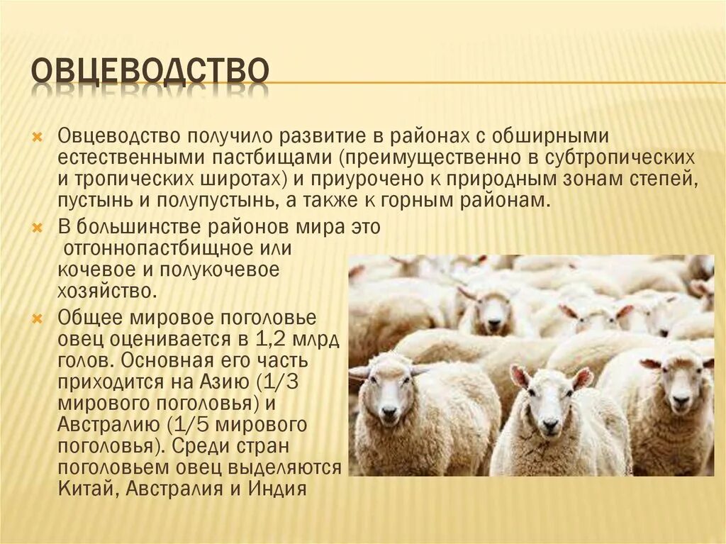 Овцеводство отрасль животноводства. Овцеводство информация. Овцеводство в России доклад. Скотоводство овцеводство. Особенно большое развитие получила