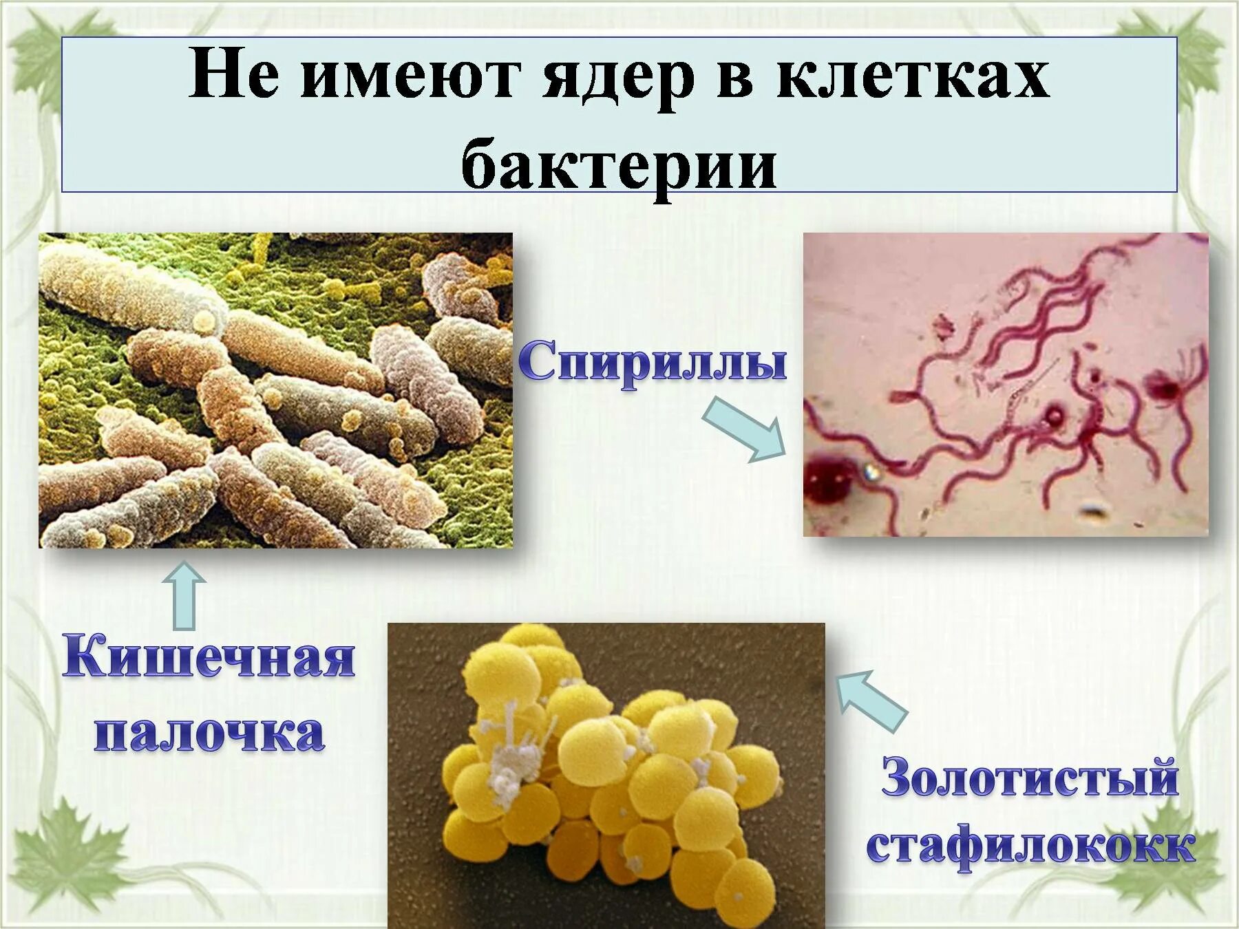 У бактерий нет оформленного ядра