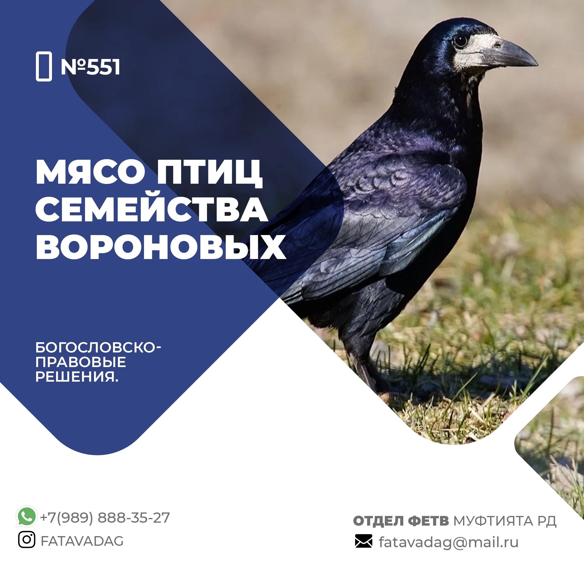Семейство врановые - corvidae. Птица семейства вороновых. Ворон семейство врановых. Гигантский ворон. Врановых.