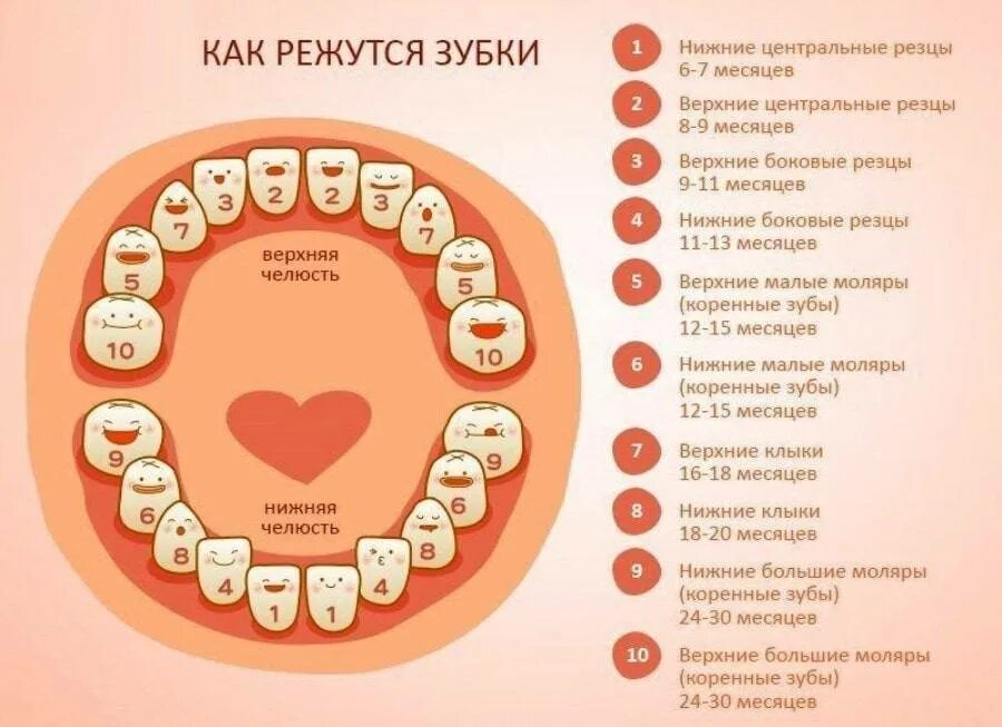 Сколько зубов должно вылезти