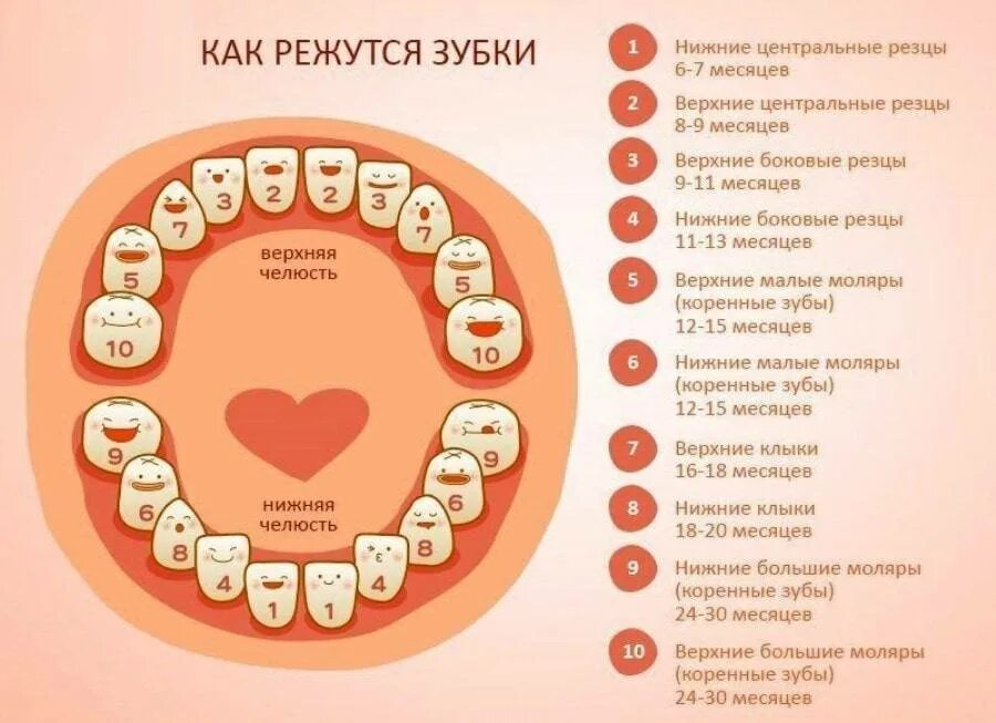 Мама в 16 во сколько выходит. Зубы у детей порядок прорезывания молочных зубов. Прорезывание зубов у детей последовательность до года. Поочередность прорезывания зубов у детей схема. Зубки у малышей порядок прорезания схема.