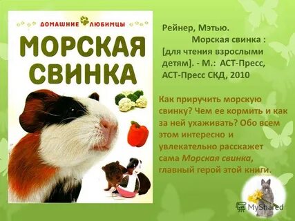 Можно ли морским свинкам свеклу