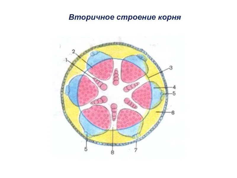 Первичное и вторичное строение корня. Вторичное строение корня. вторичное строение корня схема. особенности вторичного строения корня. вторичная структура корня.