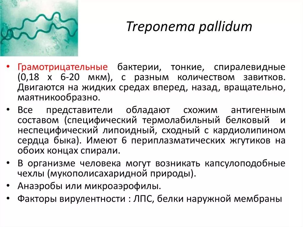 Сифилис бледная спирохета. Трепонма паллидцм микробиологич. Трепонема паллидум характеристика. Бледная трепонема (Treponema pallidum).