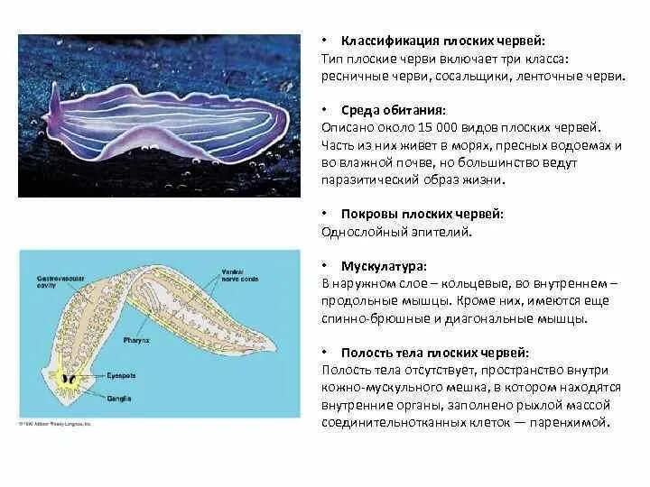 Плоские черви примеры названия. Классификация типа плоские черви червей. Тип плоские черви классификация. Характеристика ресничных плоских червей. Тип плоские черви общая характеристика ленточные.