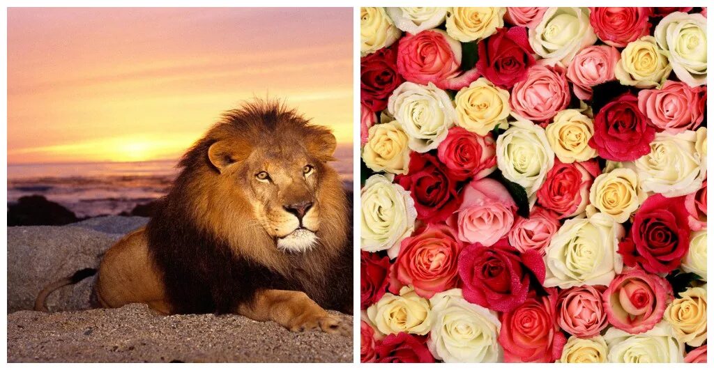 букеты по знакам зодиака.