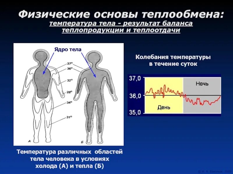 Является ли независимость температуры тела от температуры. Теплопродукция и теплоотдача. Температура тела. Регуляция температуры тела. Процессы теплопродукции и теплоотдачи.