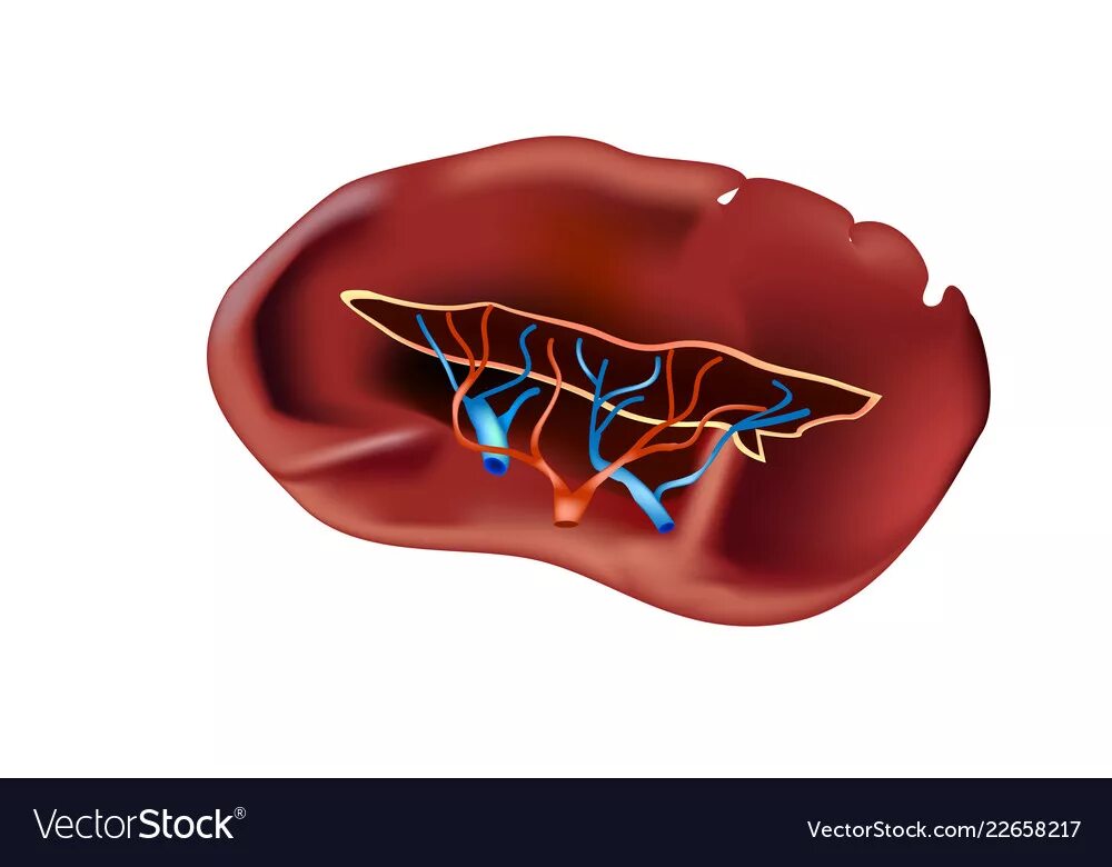 Селезенка анатомия. Селезенка рисунок. Селезенка вектор. Селезенка картинка