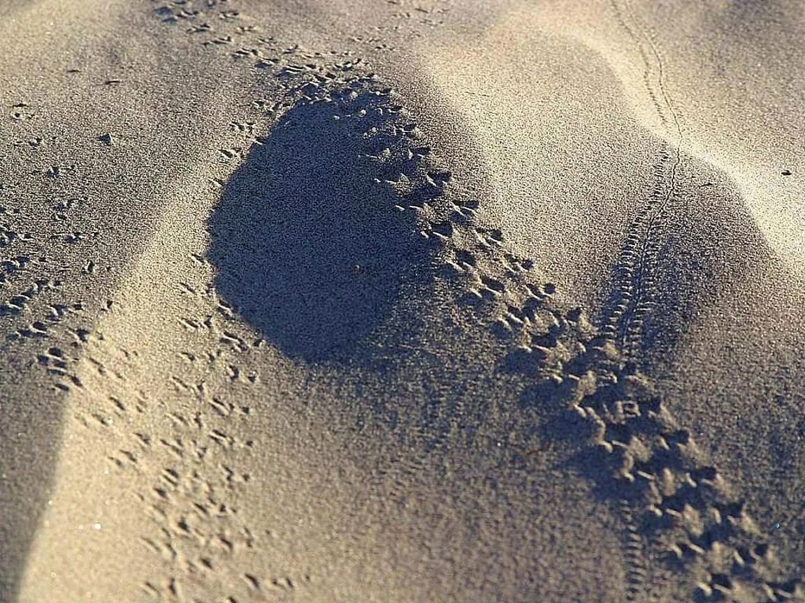 Следы в виде воды. Следы на песке. Следы ящерицы на песке. Следы черепахи на песке. Следы на пляже.