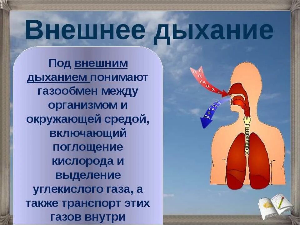 Дыхательная система человека. Дыхание презентация. Органы дыхательной системы. Дыхательная система органов дыхания.