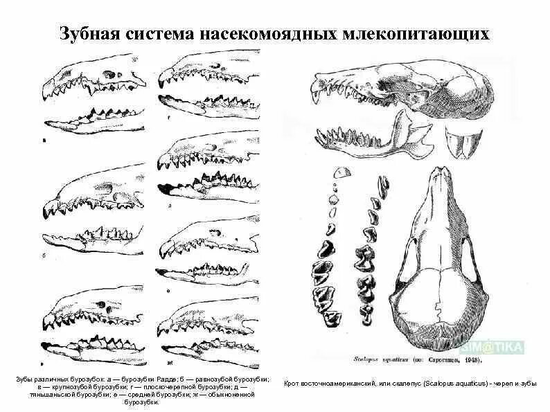 Для млекопитающих характерны зубы ответ тест. Отряд насекомоядные зубная формула. зубная система млекопитающих схема. зубная система млекопитающих анатомия. череп насекомоядных зубная формула.