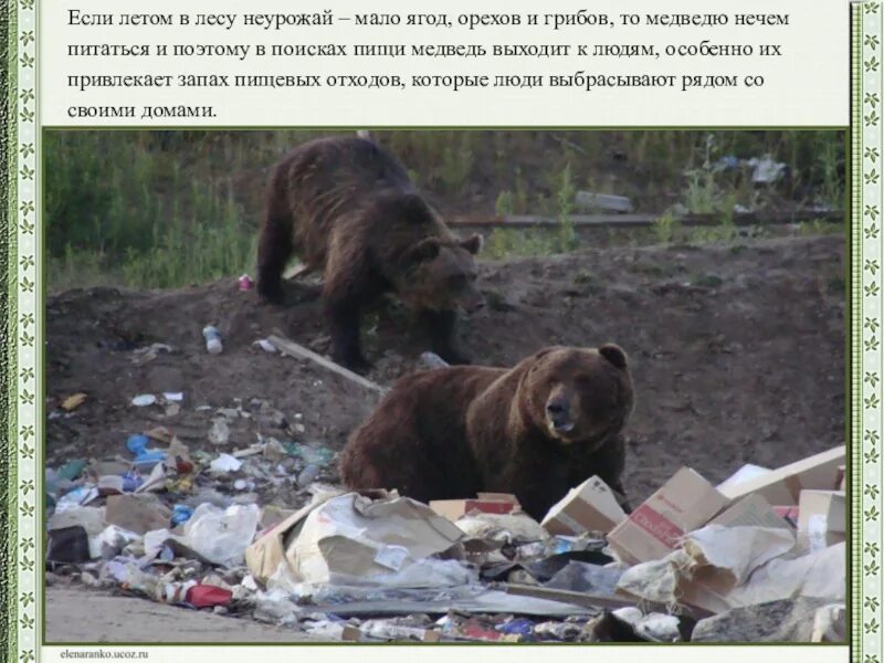 Почему животные выходят к людям. Медведь вышел к людям. медведь пришел медведь ушел. медвежонок вышел к людям. медведь уходит в лес.
