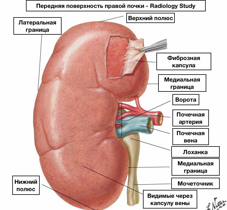 Внешнее и внутреннее строение почки. Строение почки человека в разрезе. Внутренне строение почки анатомия. Внутреннее строение почки анатомия. Строение почки анатомия 9 класс биология.